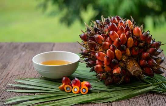 State govts, oil palm firms launch mega drive till Aug 12 to increase oil palm cultivation