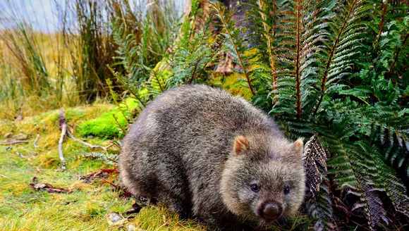 Two biggest threats to wombats revealed in new data gathered by citizen scientists