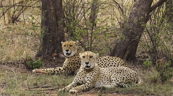 MP's Gandhisagar wildlife sanctuary to get 5-8 cheetahs from South Africa