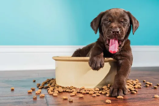 Are vegan pet diets as unhealthy as they’re claimed to be?