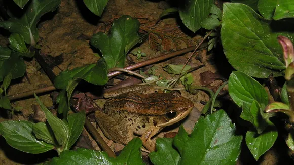 Scientists discover new species of 'music frog' in Arunachal Pradesh