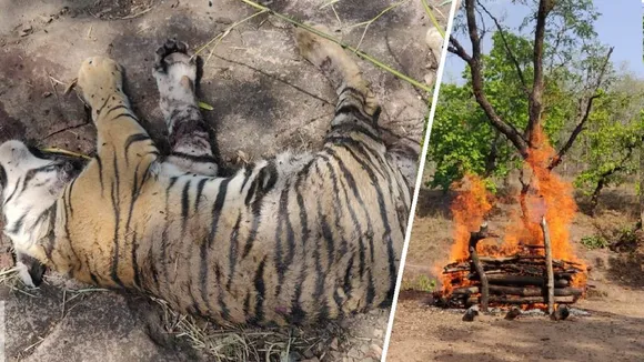 Tiger cub found dead with injuries in Bandhavgarh Tiger reserve