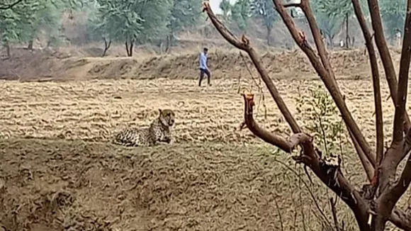 Cheetah rescued after straying into Rajasthan from MP's Kuno National Park