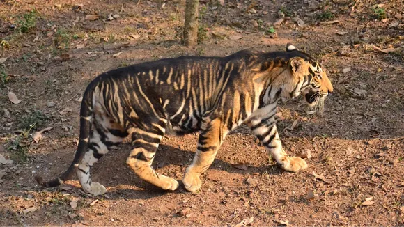 Total 10 'black tigers' found in India, all in Odisha's Similipal: Govt