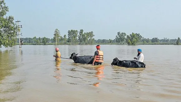 Punjab: Water recedes from flood-hit areas of Ferozepur, rescue operation continues