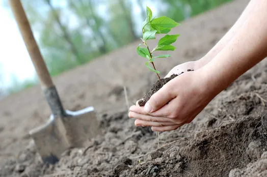A person holds a small sapling ready to be planted in the soli with a spade and trees in the background