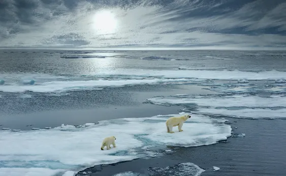 a mother polar bear and cub on ice, surrounded by water