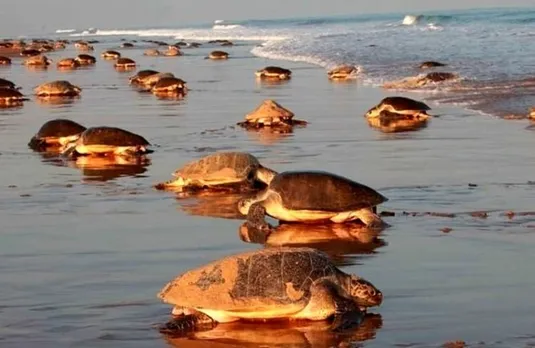 Massive turtle conservation project in Bengal on the anvil