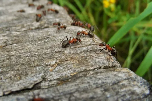 How do ants crawl on walls? A biologist explains their sticky, spiky, gravity-defying grip
