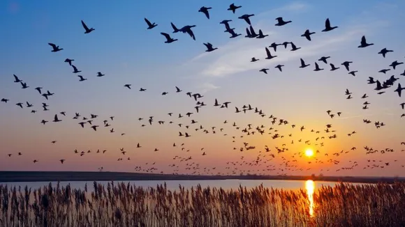 Severe space weather events found to lower migratory birds' numbers