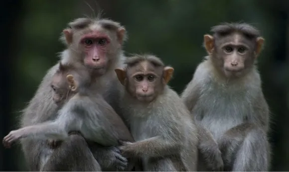 'Hands tied and black oil on their eyes'; tension in UP village after seven monkeys found dead