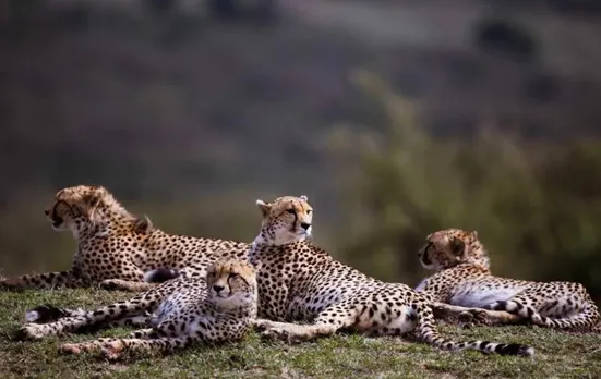 PM Modi to release 8 cheetahs in Kuno on his birthday; 17 more to be brought from Africa