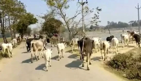 Ensure 100 pc cattle vaccinated in 7 days, Haryana chief secy tells officials