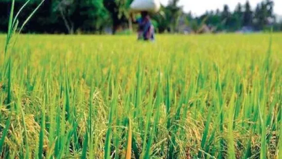 India's rice production may fall by 10-12 million tonnes in Kharif season this year: Food Secretary
