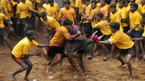 SC to hear on November 22 pleas against bull-taming sport Jallikattu