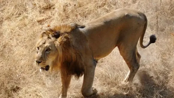 Lion kills farm labourer in Gujarat's Amreli