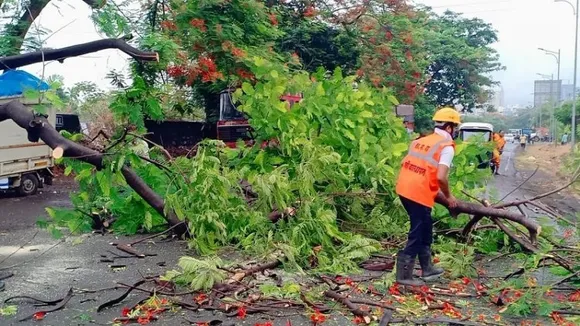 Ten two-wheelers damaged due to tree fall in Thane following heavy rains