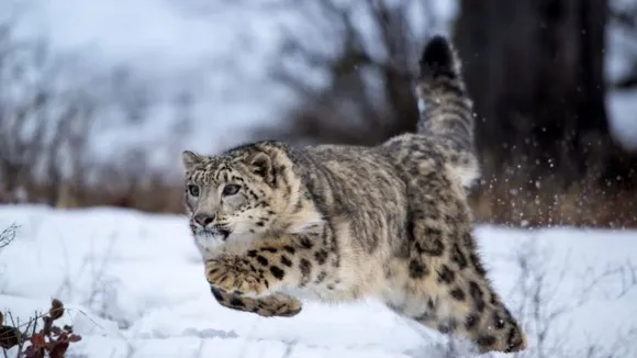 Indian snow leopard conservationist Dr. Charudutt Mishra wins UK wildlife charity award