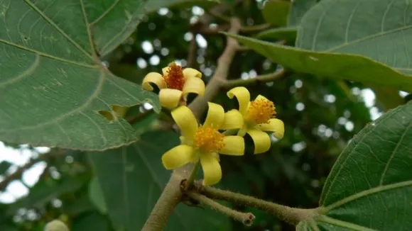 Two trees on verge of extinction in Bihar