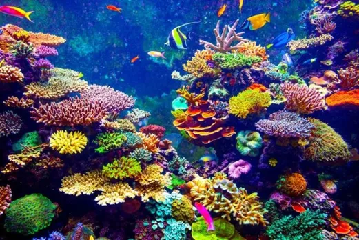 How do coral reefs thrive in parts of the ocean that are low in nutrients?