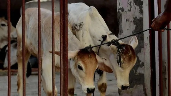 Over 400 cattle die, 20,000 infected in a month in Punjab