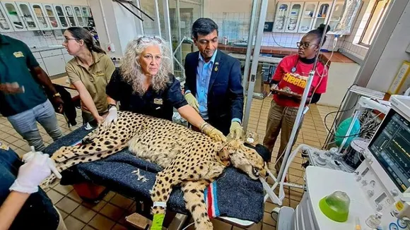 India undoing ecological wrong by bringing back cheetahs: Bhupender Yadav