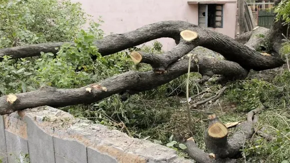 Just 37% transplanted trees survived in Delhi: Forest Dept