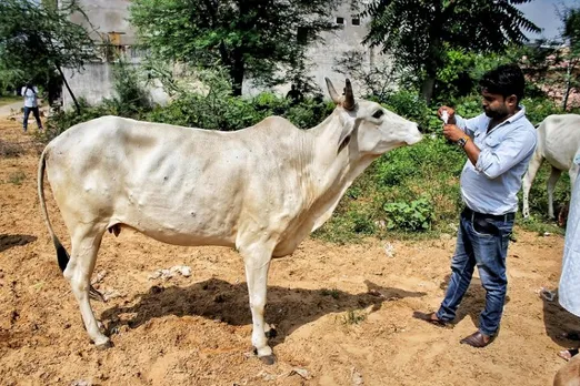 Lumpy skin disease: HC asks MCD to file report on burial of cattle in city