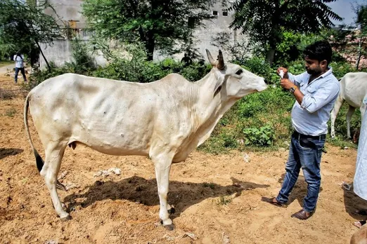 Refused nod for lumpy skin disease discussion, Congress MLAs walk out of Gujarat Assembly