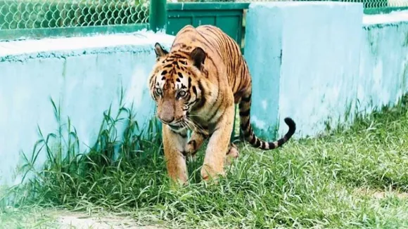 Raja, the oldest surviving Royal Bengal Tiger in West Bengal, dies in captivity