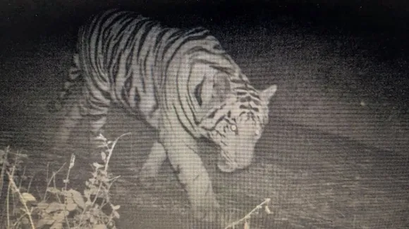 Cameras capture tiger cub roaming on MANIT campus in Bhopal