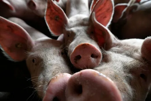 African Swine Fever: Culling of pigs underway in Kerala's Kannur