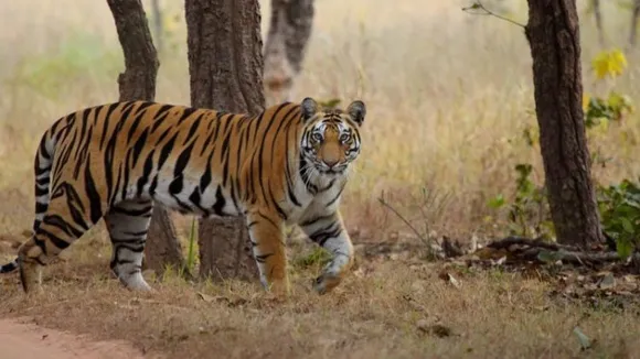 India lost over 1,000 tigers since 2012; Madhya Pradesh saw maximum deaths: Govt data