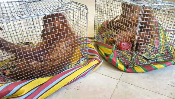 2 orangutans recovered along Assam-Mizoram border