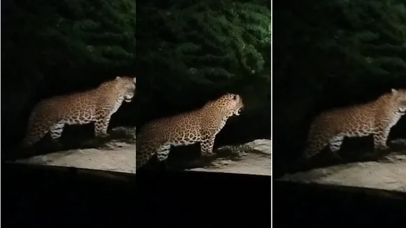 Leopard spotted in Gurugram's DLF 5 area