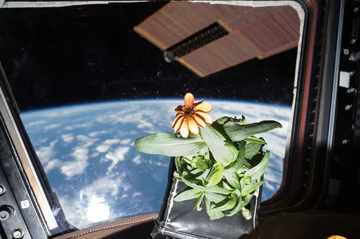 Space agriculture boldly grows food where no one has grown before