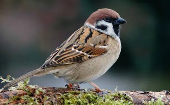 World Sparrow Day 2016: Your friendly bird is soon disappearing, have you noticed?