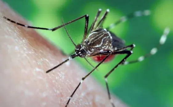 Malaria may have evolved in prehistoric insects 100 million years ago