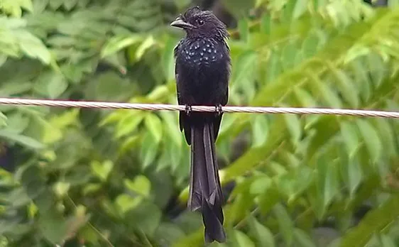 Racket-tailed Drongo: A bird that mimics 35 other winged species, 3 mammals and 2 frogs