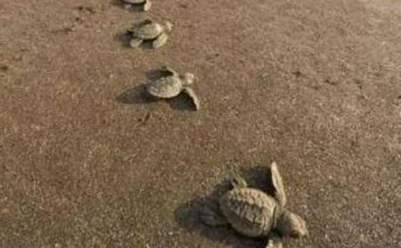 To save turtles, tourism may get banned at Goa beach