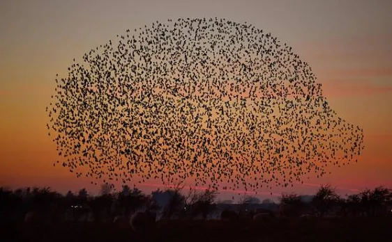 About 18,000 bird species found on earth, study calls it hidden avian diversity