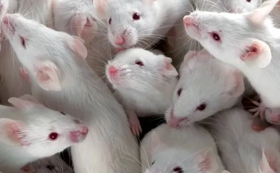 Ageing reversed: Scientists increase lifespan of mice by reprogramming their bodyâ€™s cells