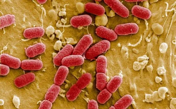 Scientists discover new 'Marvel microbe'; may explain how complex life evolved 