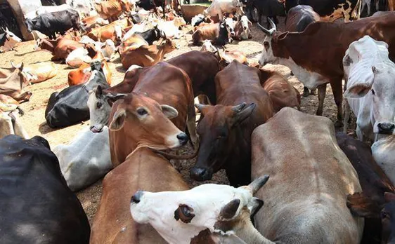 Thane: Two held from power loom town of Bhiwandi for transporting beef illegally in Mumbai