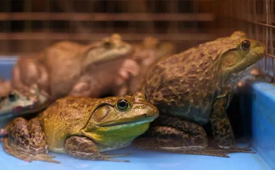 Frogs have unique ability to see colour in extreme darkness: Study