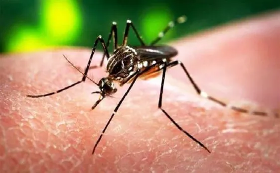 35 vector species that may have spread Zika identified by researchers