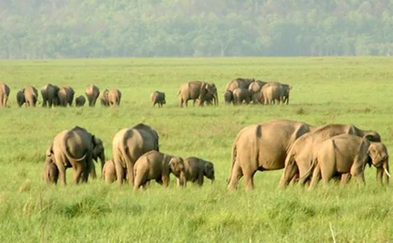 BBC banned from filming documentaries in tiger reserves for 5 years: Govt tells LS