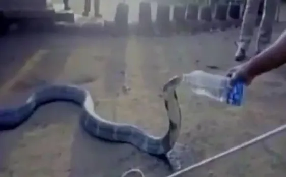 Video: Thirsty King Cobra given water from bottle by villagers of drought-hit Karnataka's Kaiga