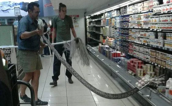 Scary! Horrified customer finds 12-foot python in a supermarket refrigerator