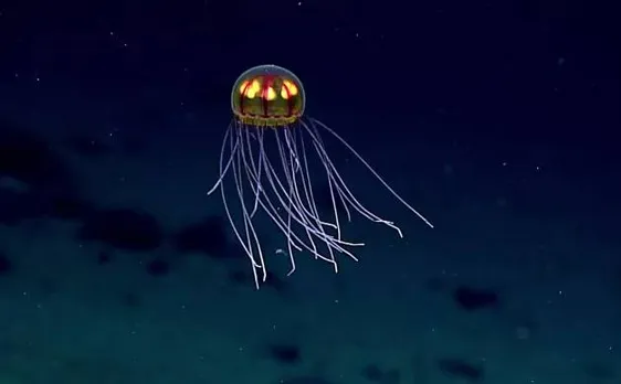 Evidence of life discovered below world's deepest point in Mariana Trench